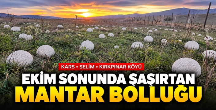 Ekim Sonunda Kars’ta Şaşırtan Manzara: Kırkpınar Köyü Mantarlarla Kaplandı!