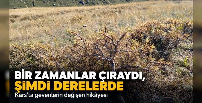 Kars’ın derelerinde bir zamanların çırası gevenler, eski günleri hatırlatıyor