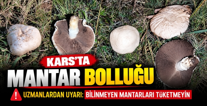 Kars’ta Ekim Ayında Mantar Bolluğu Şaşırttı!