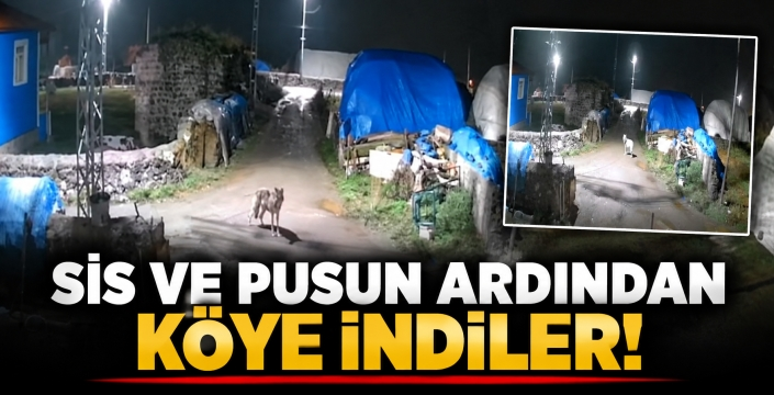 KARS’TA KURTLAR KÖYLERE İNMEYE BAŞLADI!