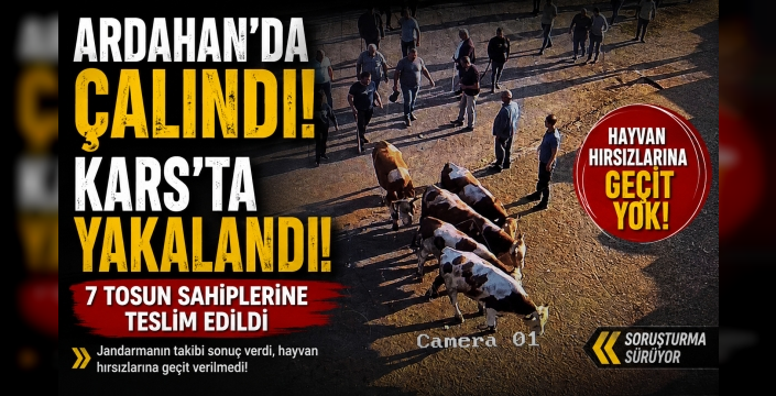 Ardahan'da Çalındı, Kars'ta Satılmak İstenirken Yakalandı: 7 Tosun Sahibine Teslim Edildi