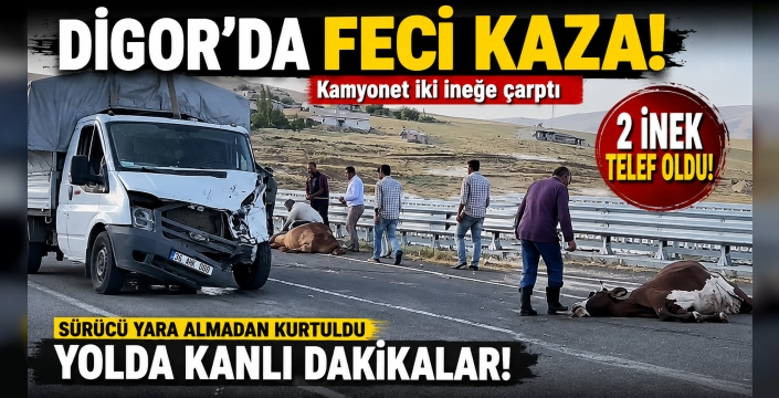 Digor'da Kamyonet İki İneğe Çarptı: Hayvanlar Telef Oldu