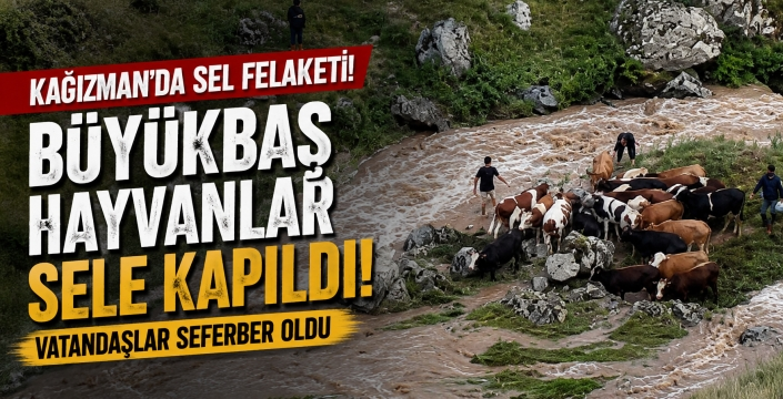Kağızman'da Sel Felaketi: Büyükbaş Hayvanlar Sele Kapıldı, Vatandaşlar Seferber Oldu