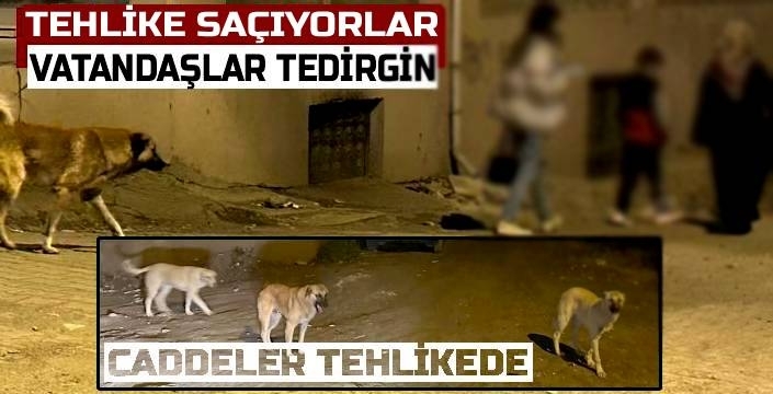 Kağızman’da Sokak Köpekleri Tehlike Saçıyor: Vatandaşlar ve Veliler Tedirgin