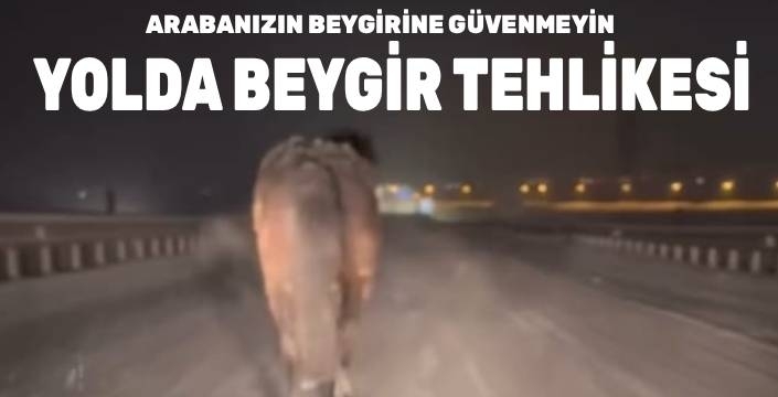 Kars’ta Başıboş Atlar Karayolunda Tehlike Saçıyor