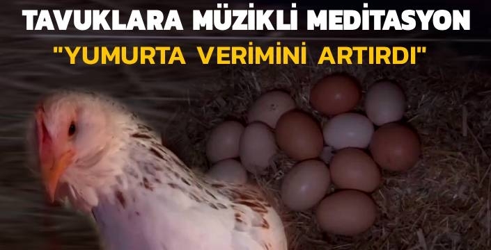 Tavuklara Müzikli Meditasyon: