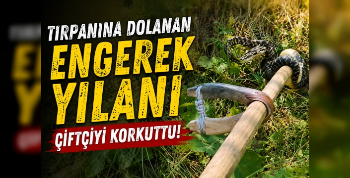 Tırpanına Dolanan Engerek Yılanı Çiftçiyi Korkuttu